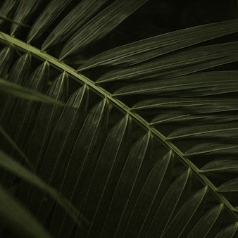 Estética da selva de fundo de folha escura para postagem no instagram