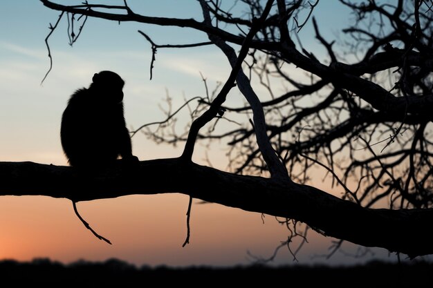 Foto grátis estilo de vida do macaco vista natural