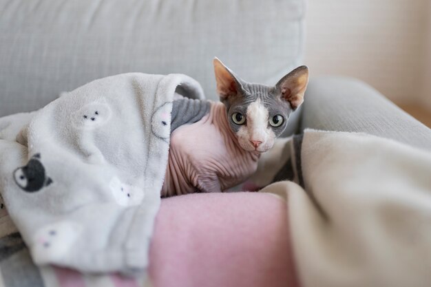 Estilo de vida e retratos de gatos de estimação