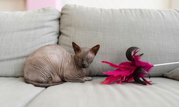 Estilo de vida e retratos de gatos de estimação