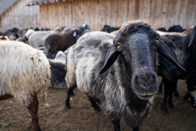 Foto grátis estilo de vida rural com ovelhas