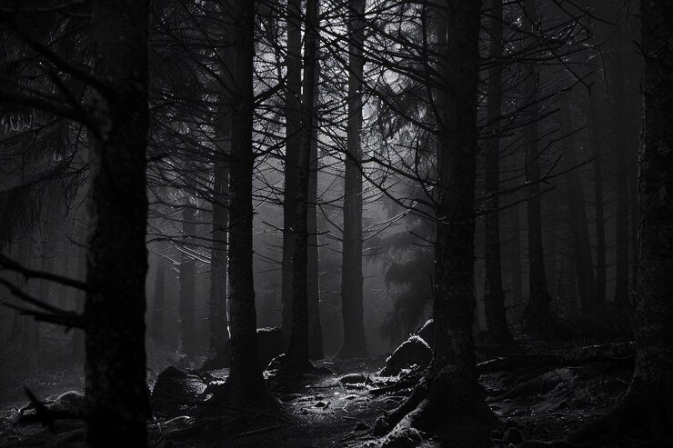 Foto grátis estilo escuro da floresta de aokigahara