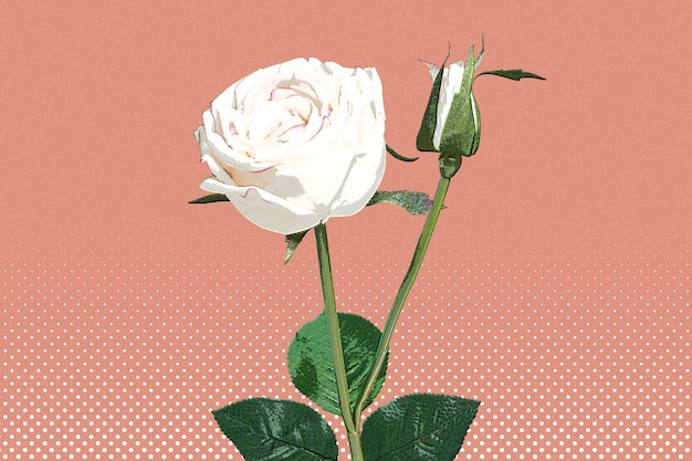 Foto grátis estilo pop art de papel de parede de rosa branca
