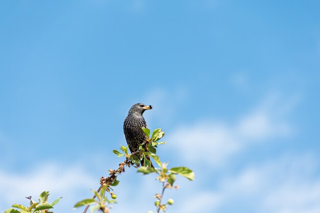 Estorninho preto senta-se em cima de um dia ensolarado de árvore com um céu azul.