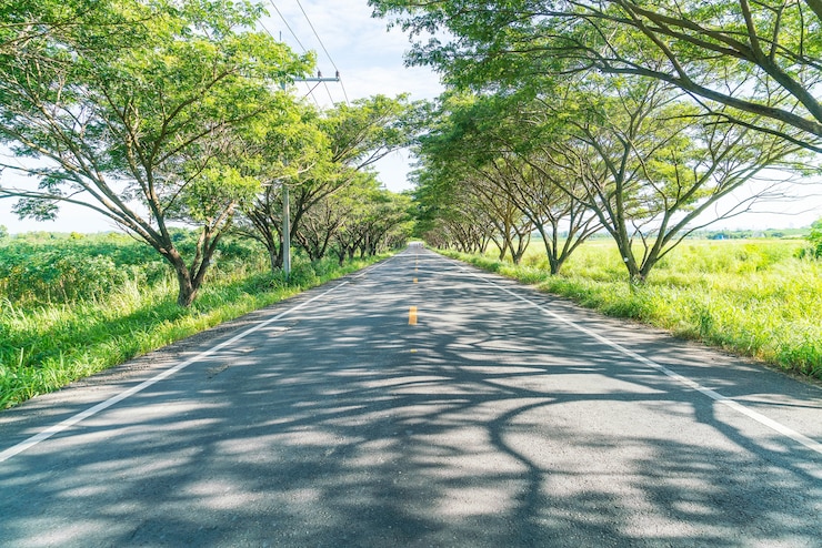 Foto grátis estrada asfaltada na floresta