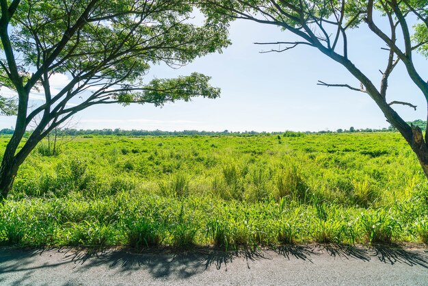 Estrada asfaltada na floresta