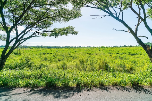 Estrada asfaltada na floresta