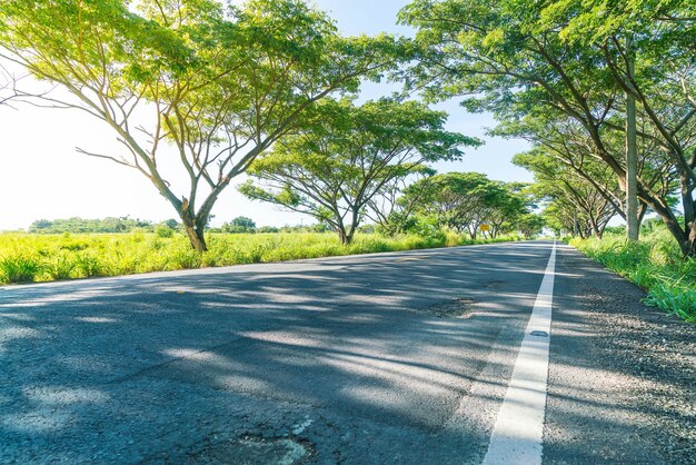 Estrada asfaltada na floresta