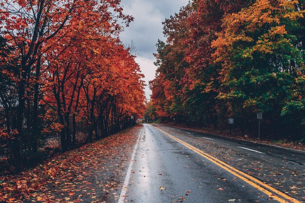 Estrada cercada por árvores com folhas coloridas durante o outono