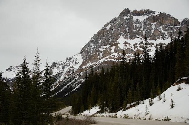 Estrada cercada por árvores e montanhas cobertas de neve