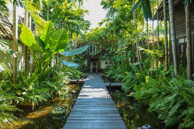 Estrada cercada por árvores tropicais verdes que leva a um hotel