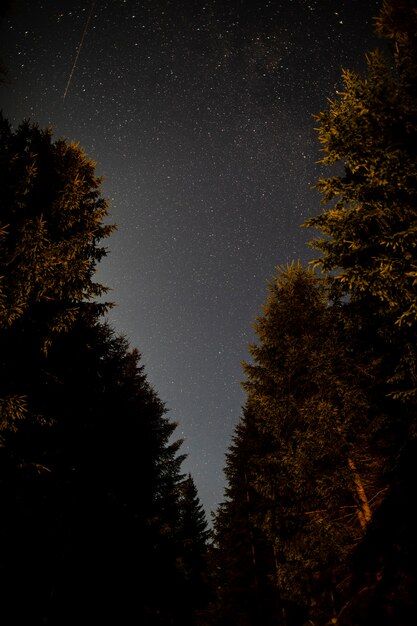 Estrada da floresta de árvores sempre-verdes e céu com estrelas