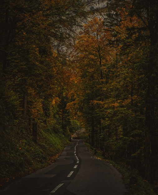 Foto grátis estrada de asfalto preto entre árvores marrons durante o dia