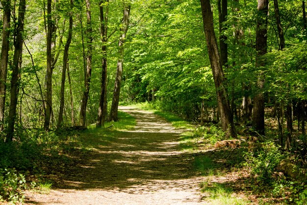 Estrada de terra no meio de árvores da floresta em um dia ensolarado