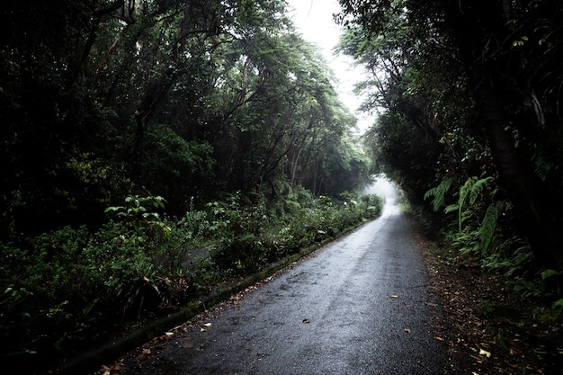 Estrada, em, floresta tropical, paisagem