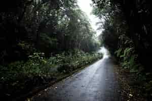 Foto grátis estrada, em, floresta tropical, paisagem