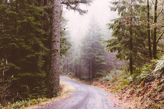 Estrada estreita e sinuosa no meio da floresta