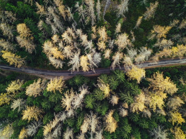 Estrada estreita fina em uma floresta tiro de vista aérea