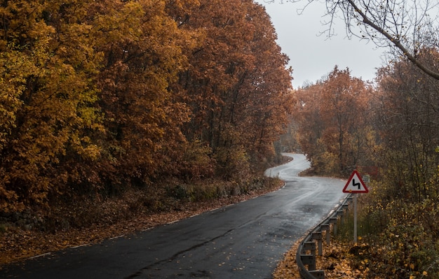 Foto grátis estrada molhada em uma floresta capturada em um dia chuvoso durante o outono