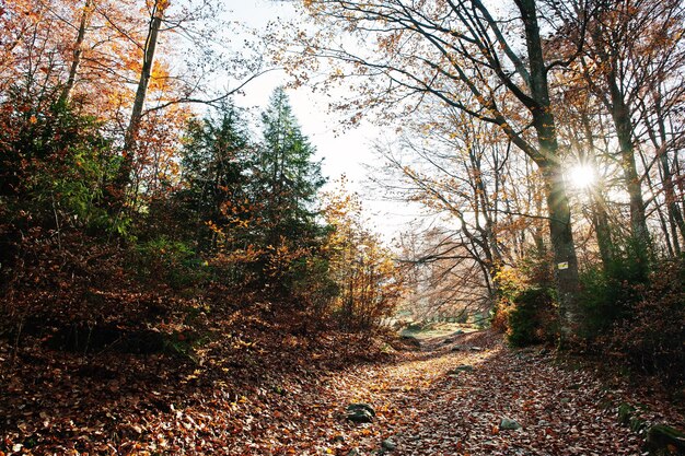 Estrada na floresta em folhas de outono com luz solar
