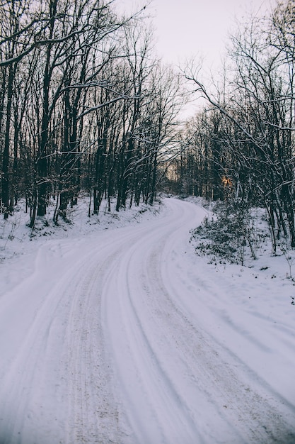 Estrada nevada em meio às árvores