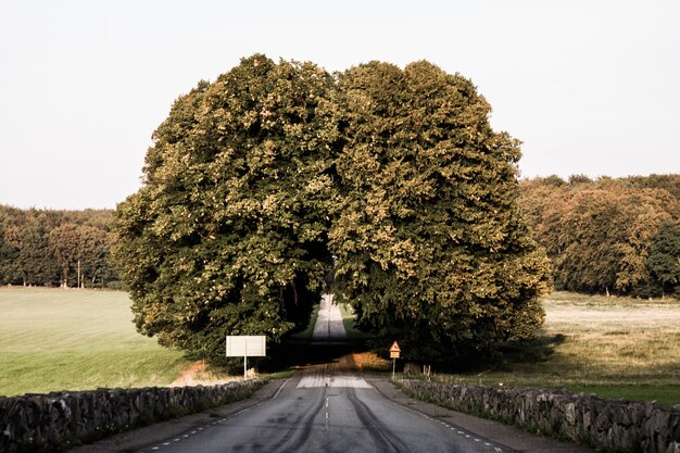 Estrada no meio de árvores verdes e campos gramados