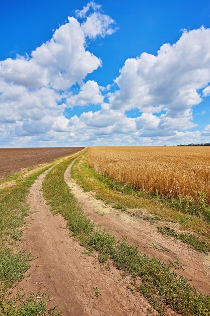 Estrada rural através de campos com trigo