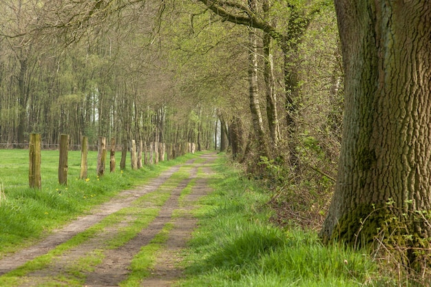 Foto grátis estrada rural com bétulas na holanda