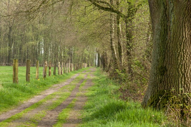 Estrada rural com bétulas na Holanda