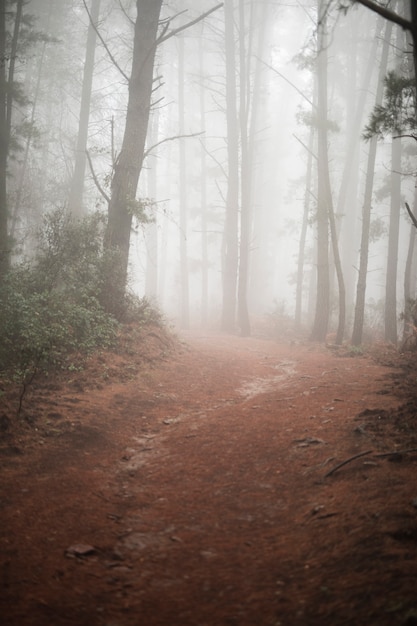 Estrada rural na floresta com nevoeiro