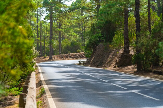Estrada sinuosa com cerca de madeira em uma floresta de montanha. Floresta verde-clara e brilho brilhante do sol.