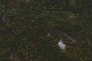 Foto grátis estrada sinuosa no centro de uma floresta com árvores altas