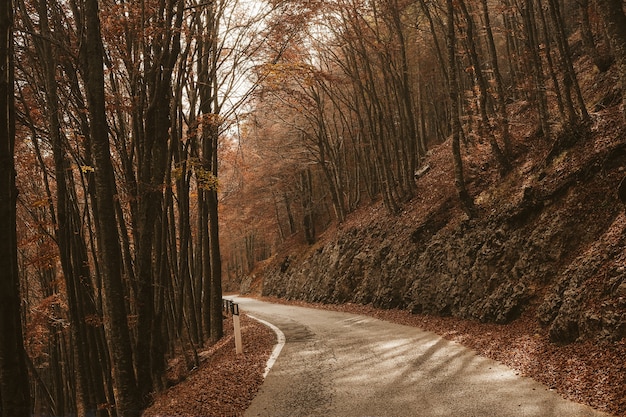 Foto grátis estrada vazia entre árvores altas na floresta durante o dia no outono