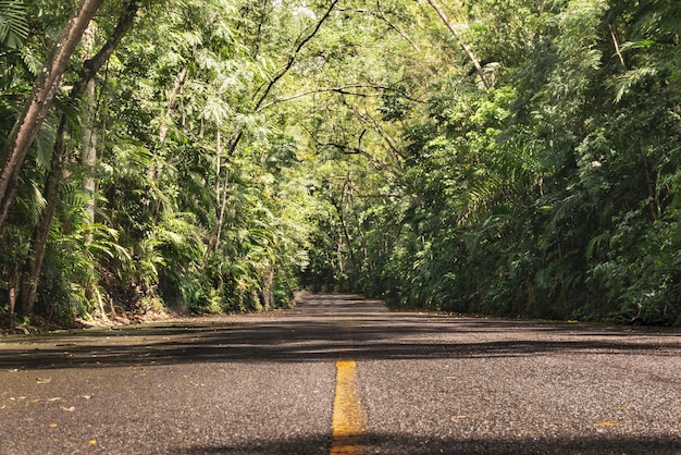 Foto grátis estrada vazia rodeada por plantas e árvores verdes durante o dia