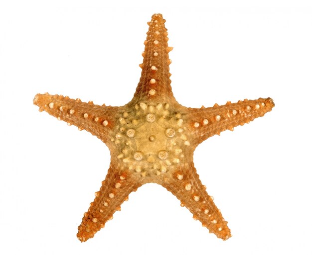 Estrela do Mar