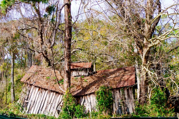 Estrutura de madeira abandonada destruída profundamente dentro de uma floresta