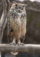 Foto grátis eurasian eagle-owl piscando enquanto empoleira-se em um poste de madeira na z