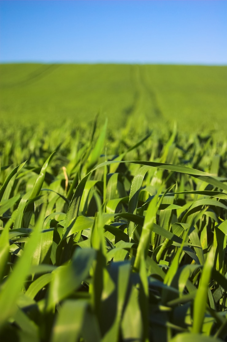 Foto grátis exploração agrícola verde