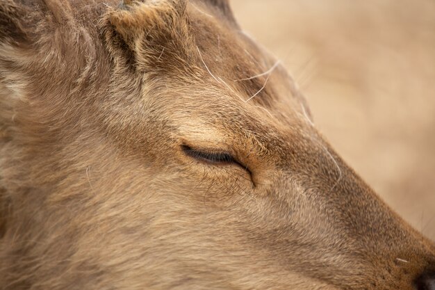 Extremamente close-up de um cervo com o olho ligeiramente fechado