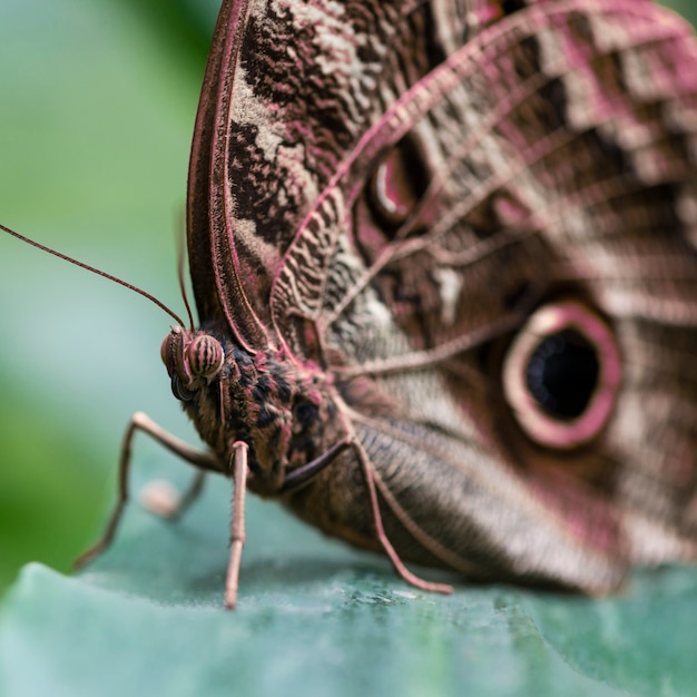 Extremo close-up borboleta marrom