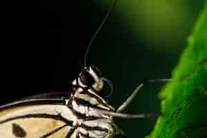 Foto grátis extremo close-up borboleta pálida na folha