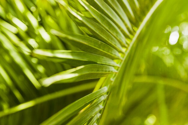 Extremo close-up de folha de palmeira verde na luz solar