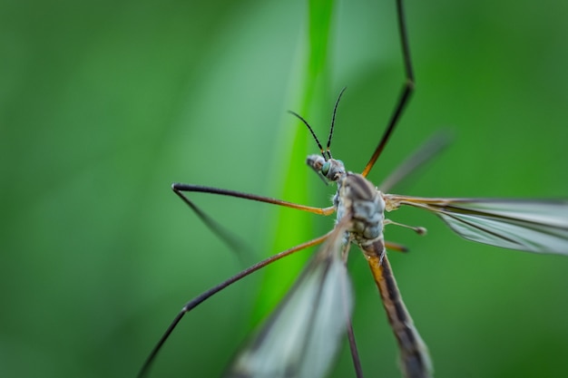 Extremo close-up tiro de uma libélula sentado em uma planta em uma floresta