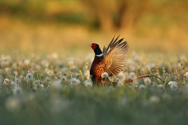 Foto grátis faisão selvagem macho no habitat natural animal tímido e em extinção close up vida selvagem europeia