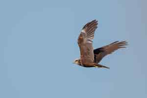 Foto grátis falcão-de-cauda-vermelha voando sob um céu azul claro