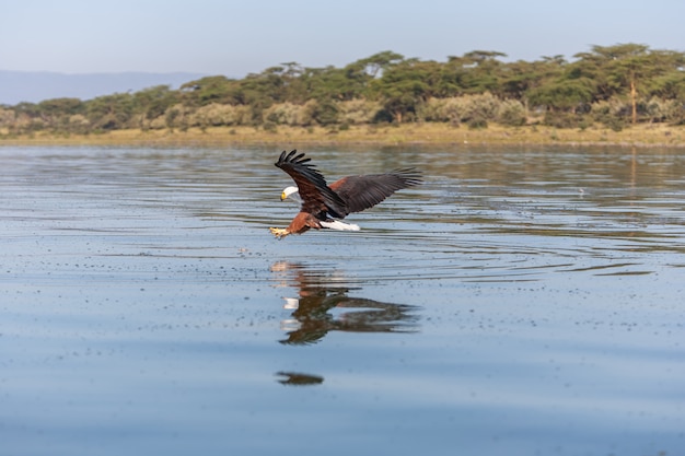 Falcão voando sobre a água