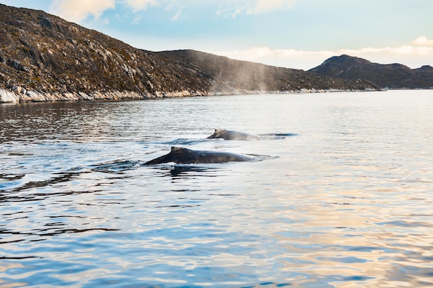 Família de baleias jubarte, oceano atlântico, oeste da groenlândia Foto Premium
