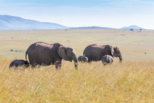 Família de elefante andando na savana