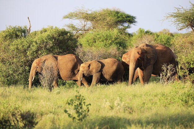 Família de elefantes no Parque Nacional Tsavo East, Quênia, África