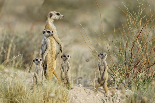 Família Meercat à espreita